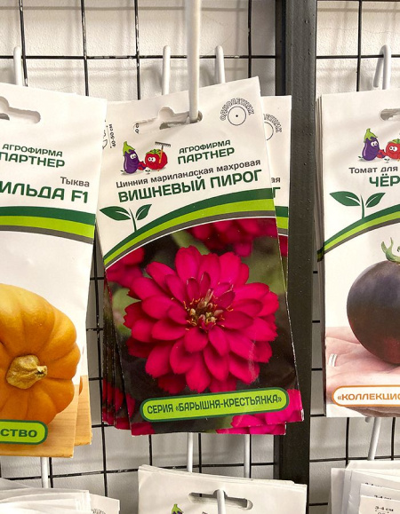 цинния махровая Вишнёвый пирог